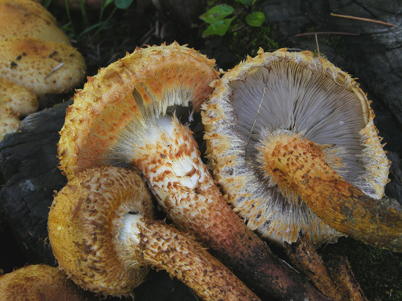 Pholiota squarrosa (Weigel: Fr.) Kummer